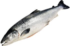 Pesce salmone norvegese 5-6 kg